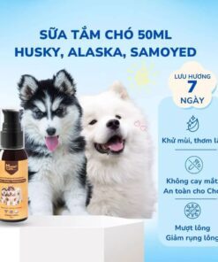 sữa tắm cho chó Alaska Husky Samoyed