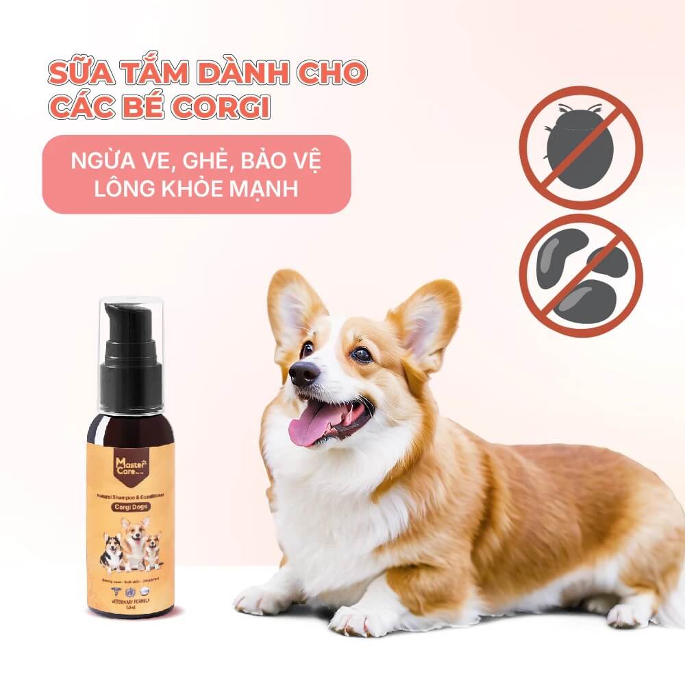 Sữa tắm cho chó Corgi Sữa tắm cho chó Corgi